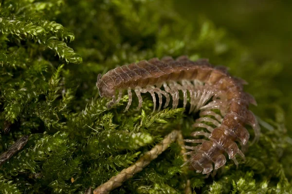 Polydesmus Polydesmidae Sobre Musgo Verde Vista Cerca —  Fotos de Stock