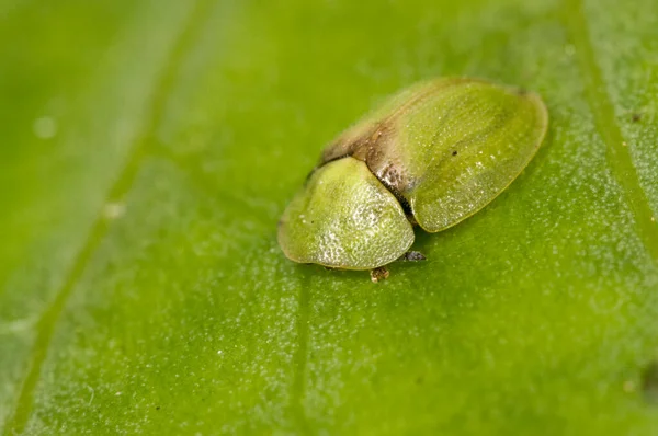 Close Shot Beautiful Green Beetle Background — Stock Photo, Image