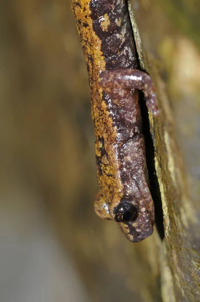 Tiro Perto Tiro Lagarto Habitat Natural — Fotografia de Stock