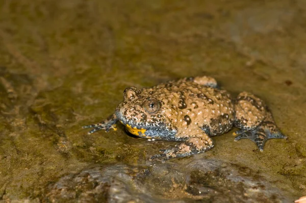 Frosch Teich Nahsicht — Stockfoto