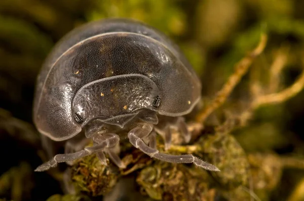 Oniscus Isopoda Muschio Verde — Foto Stock