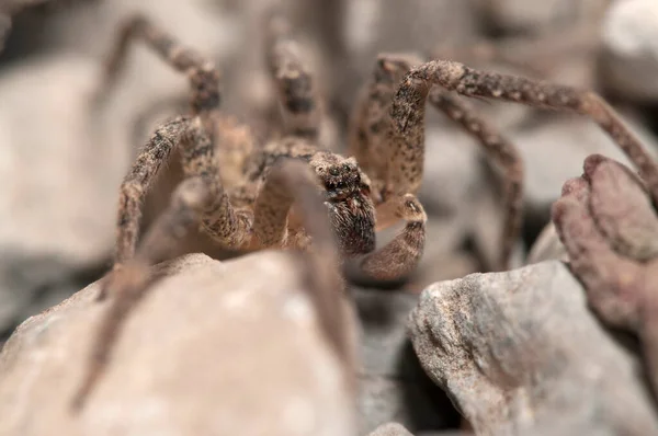 Vista Cerca Del Insecto Araña Macrofotografía — Foto de Stock