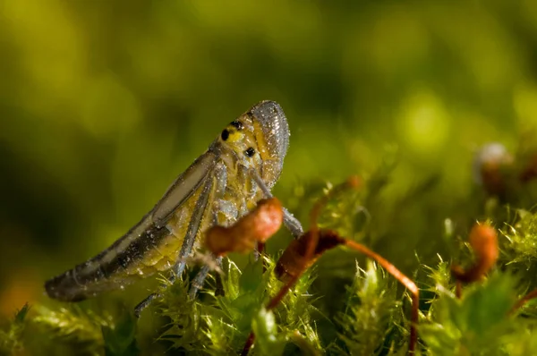 Close Shot Grasshopper Sitting Green Moss — Stock Photo, Image