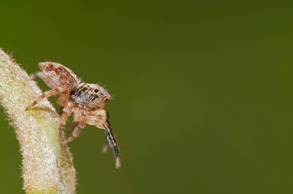 Κοντινό Πλάνο Του Philaeus Chrysops Salticidae Στο Φυσικό Περιβάλλον — Φωτογραφία Αρχείου