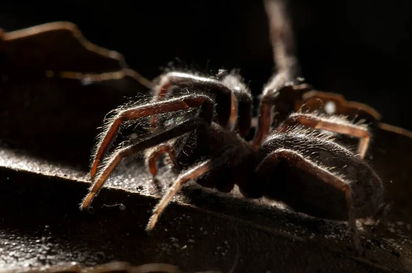 Bliska Widok Owada Pająka Makro Fotografia — Zdjęcie stockowe