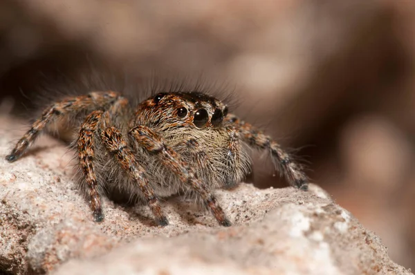 Крупный План Philaeus Chrysops Salticidae Естественной Среде Обитания — стоковое фото