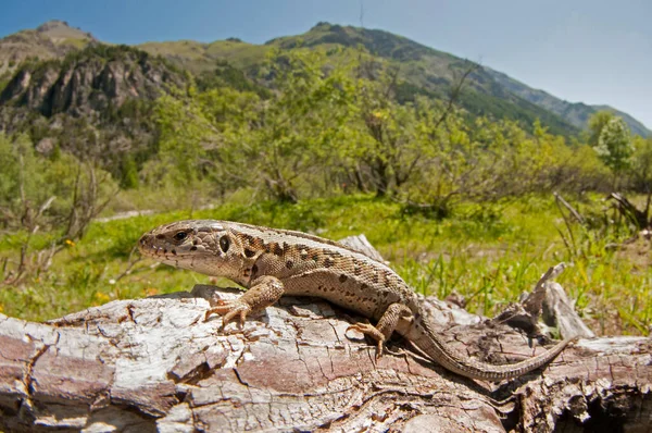 自然生息地でのトカゲの撃ち合いです — ストック写真