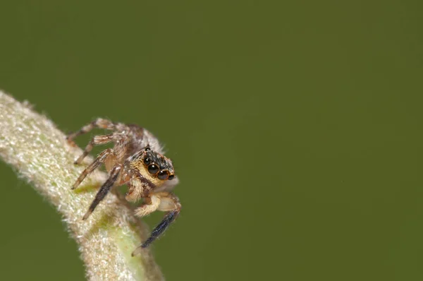 Крупный План Philaeus Chrysops Salticidae Естественной Среде Обитания — стоковое фото