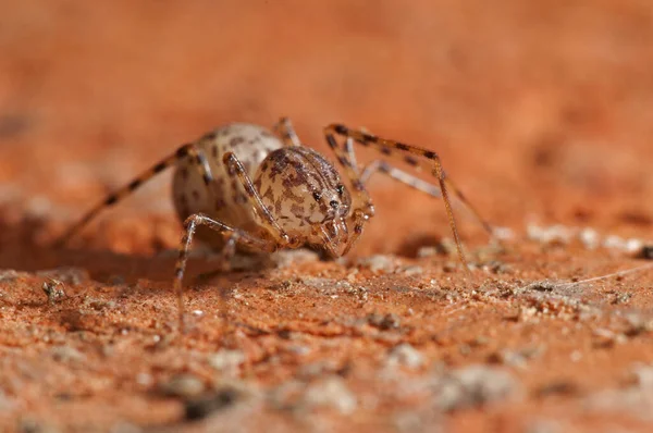 Vue Rapprochée Araignée Insectes Dans Nature — Photo