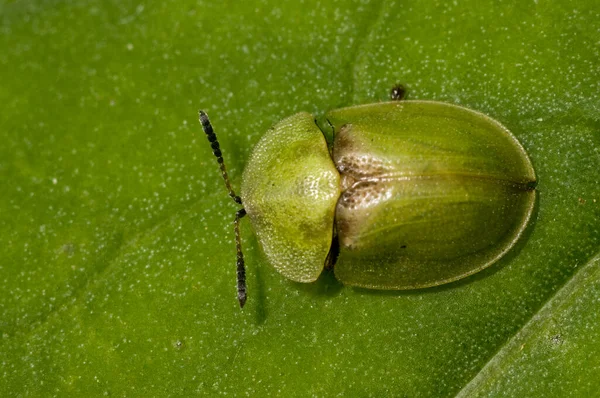 Nahaufnahme Eines Schönen Grünen Käfers Als Hintergrund — Stockfoto