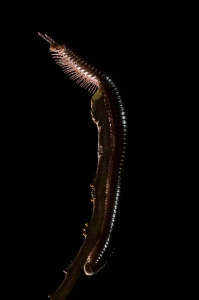 Close Shot Centipede Branch Black Background — Stock Photo, Image