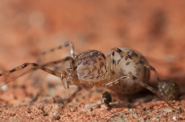 Close View Spider Insect Macro Photography — Stock Photo, Image