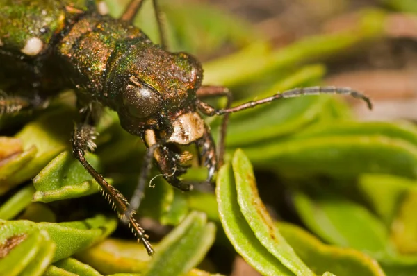 Cicindela Gallica Gewone Tijgerkevers — Stockfoto