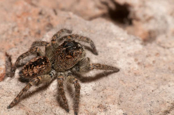 Közeli Felvétel Philaeus Chrysopsról Salticidae Természetes Élőhelyen — Stock Fotó