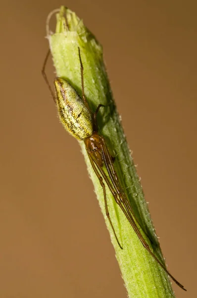 Close Van Een Spin Groen Blad — Stockfoto