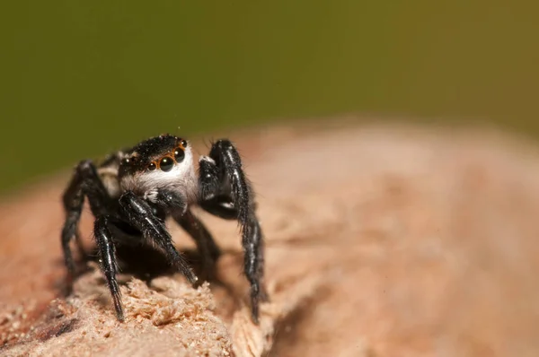 Közeli Felvétel Philaeus Chrysopsról Salticidae Természetes Élőhelyen — Stock Fotó