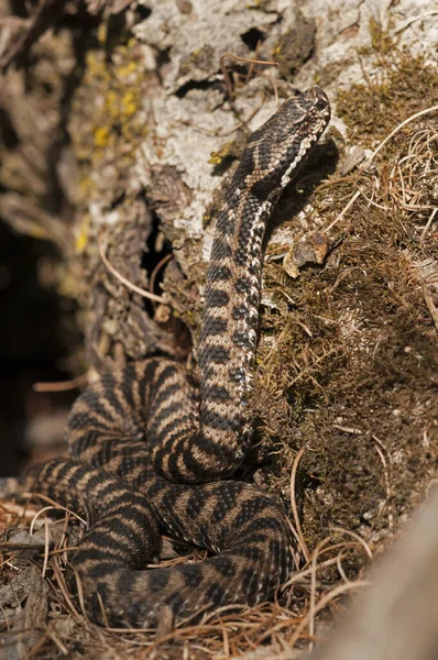 Primer Plano Disparo Natrix Maura Juvenil Serpiente Viperina Hábitat Natural — Foto de Stock