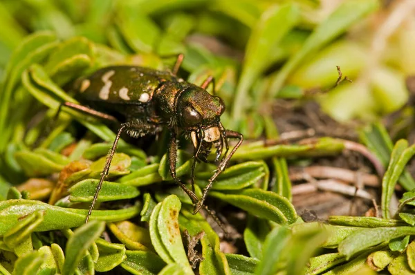 Foto Macro Besouro Verde Natureza — Fotografia de Stock