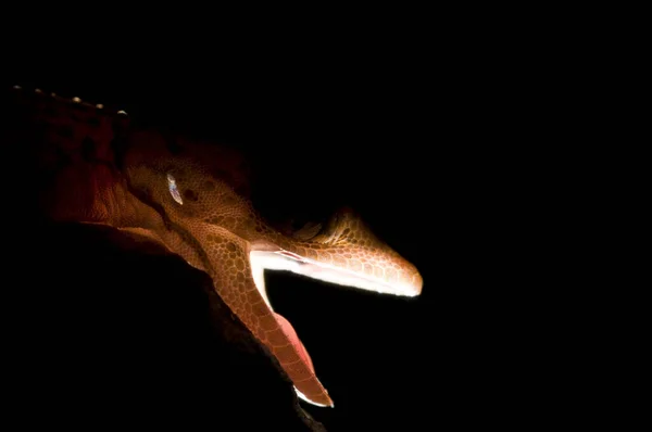 在自然栖息地拍摄的石笋 石笋的洞穴蜥蜴 特写照片 — 图库照片