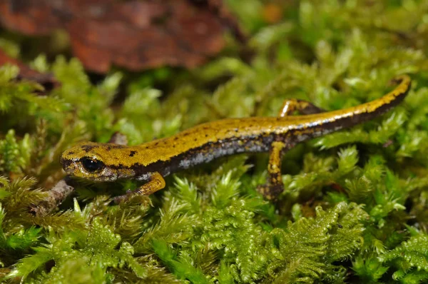 Tiro Perto Tiro Speleomantes Strinatii Salamandra Caverna Strinati Hábitat Natural — Fotografia de Stock