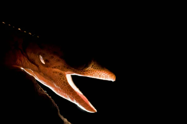 在自然栖息地拍摄的石笋 石笋的洞穴蜥蜴 特写照片 — 图库照片