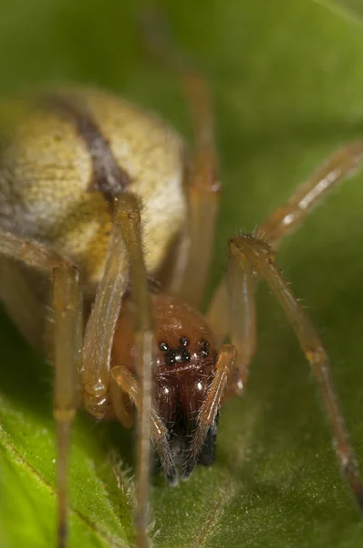 Κοντινή Θέα Της Αράχνης Έντομα Στη Φύση — Φωτογραφία Αρχείου