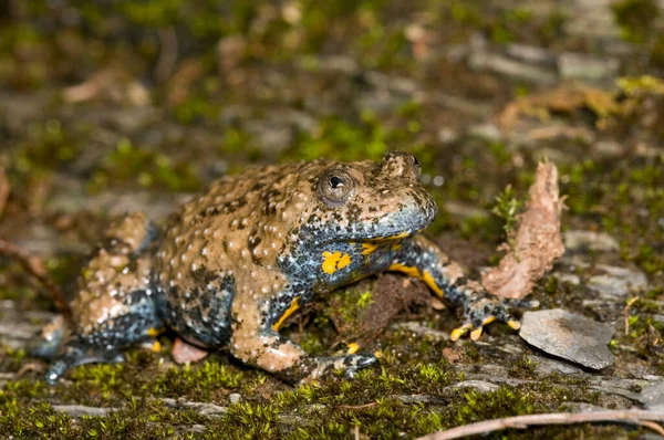 森の中の美しいカエルのクローズアップ — ストック写真