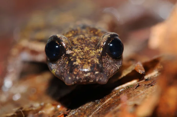 Zbliżenie Kadru Speleomantes Strinatii Salamandra Jaskini Strinati Środowisku Naturalnym — Zdjęcie stockowe