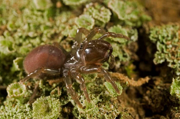 Gros Plan Tisserand Dentelle Noire Amaurobius Ferox Dans Habitat Naturel — Photo