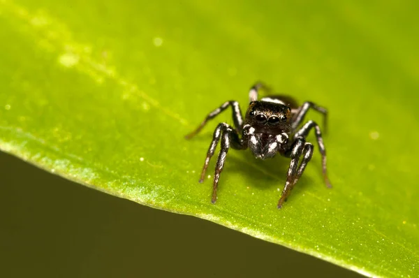 Közeli Felvétel Philaeus Chrysopsról Salticidae Természetes Élőhelyen — Stock Fotó