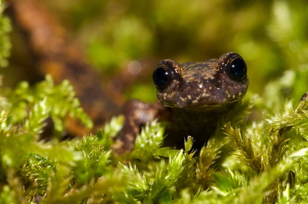 Zbliżenie Kadru Speleomantes Strinatii Salamandra Jaskini Strinati Środowisku Naturalnym — Zdjęcie stockowe