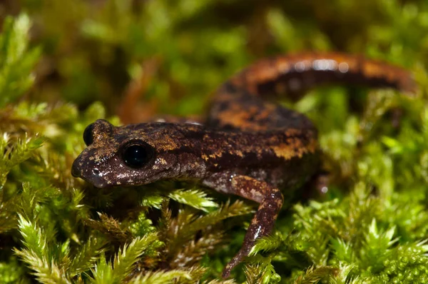 Tiro Perto Tiro Speleomantes Strinatii Salamandra Caverna Strinati Hábitat Natural — Fotografia de Stock