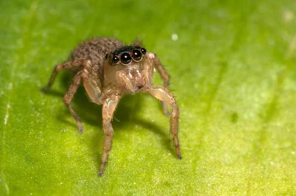 Gros Plan Philaeus Chrysops Salticidae Dans Habitat Naturel — Photo