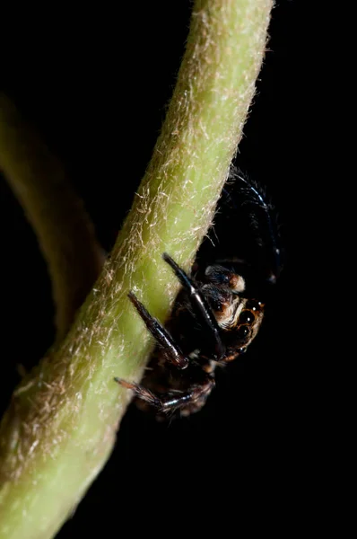 Gros Plan Philaeus Chrysops Salticidae Dans Habitat Naturel — Photo