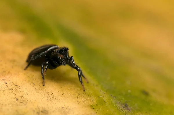 Close Philaeus Chrysops Salticidae Habitat Natural — Fotografia de Stock