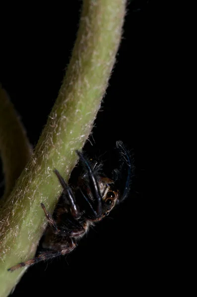 Közeli Felvétel Philaeus Chrysopsról Salticidae Természetes Élőhelyen — Stock Fotó