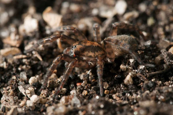 Close Philaeus Chrysops Salticidae Habitat Natural — Fotografia de Stock