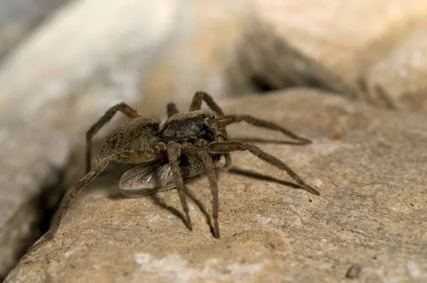 Gros Plan Alopecosa Lycosidae Dans Habitat Naturel — Photo