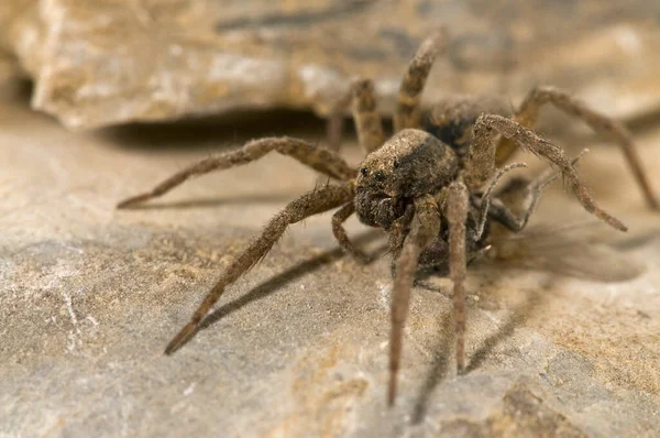 Gros Plan Alopecosa Lycosidae Dans Habitat Naturel — Photo