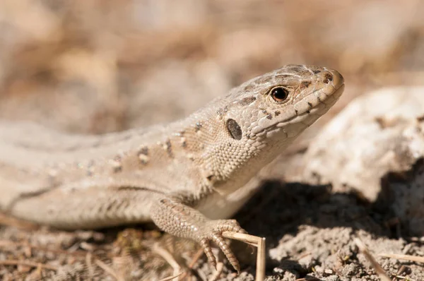 Close Shot Shot Lizard Natural Habitat — Stock Photo, Image