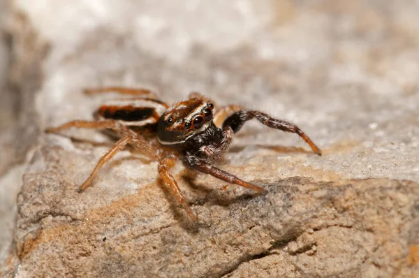 Κοντινό Πλάνο Του Philaeus Chrysops Salticidae Στο Φυσικό Περιβάλλον — Φωτογραφία Αρχείου