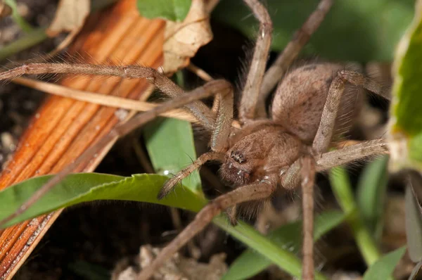 Gros Plan Alopecosa Lycosidae Dans Habitat Naturel — Photo