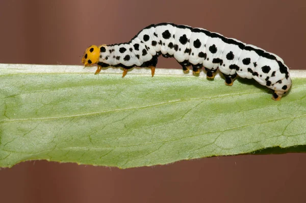 Primo Piano Bel Bruco Foglia Verde — Foto Stock