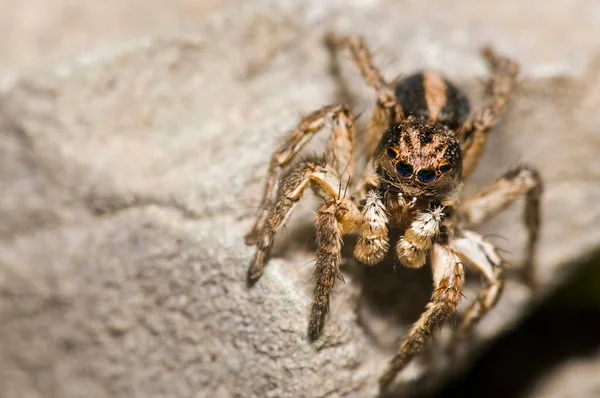 Közeli Felvétel Philaeus Chrysopsról Salticidae Természetes Élőhelyen — Stock Fotó