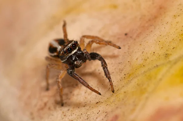 Gros Plan Philaeus Chrysops Salticidae Dans Habitat Naturel — Photo