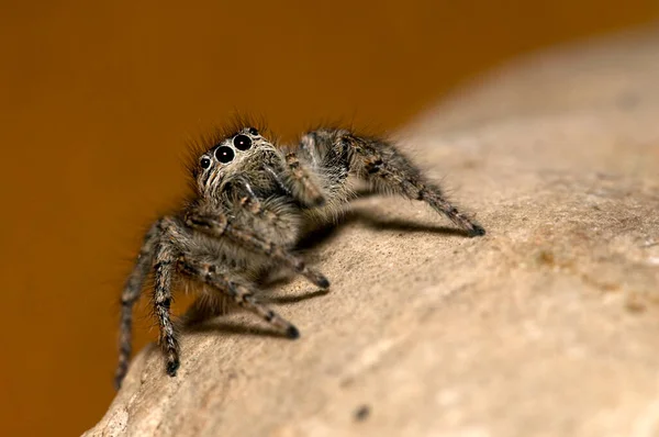 Közeli Felvétel Philaeus Chrysopsról Salticidae Természetes Élőhelyen — Stock Fotó