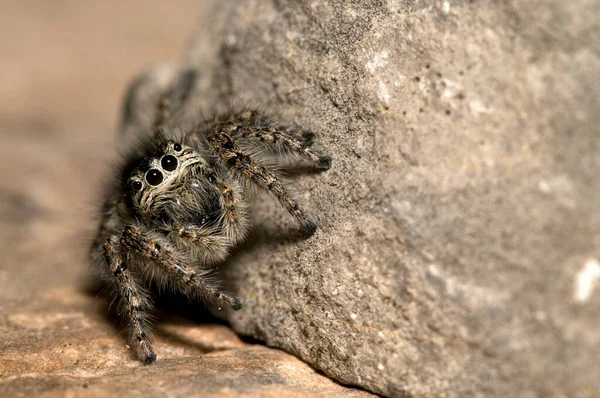 Крупный План Philaeus Chrysops Salticidae Естественной Среде Обитания — стоковое фото