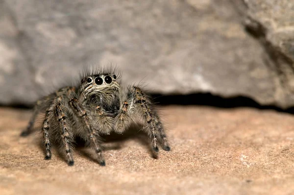 Знімки Philaeus Chrysops Salticidae Природному Середовищі Існування — стокове фото