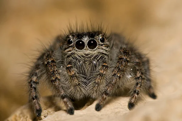 Primer Plano Philaeus Chrysops Salticidae Hábitat Natural — Foto de Stock