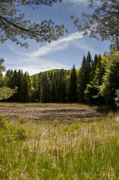 Naturskön Bild Vacker Fjäll Skogs Landskap — Stockfoto